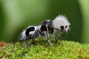 Ant-panda-bukashka, подобно на бамбукова мечка Ant-panda-bukashka, подобно на бамбукова мечка
