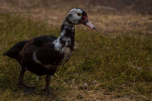 Muscovy duck Muscovy duck