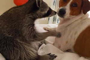 Raccoon се превърна в кучето в bugams