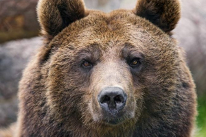 На kurils местните жители се преместиха в джип от кафява мечка На kurils местните жители се преместиха в джип от кафява мечка
