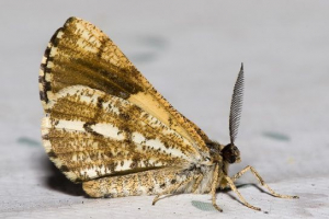 Pentenger (butterfly) - снимка и описание