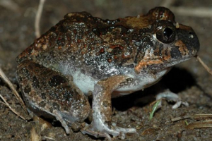 Nosy reoobatrachus - грижовна жаба Nosy reoobatrachus - грижовна жаба