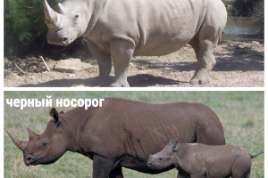 Носорогът е бял
