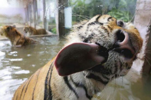 Ухапване от стъкло-нова суперзабава за животни Ухапване от стъкло-нова суперзабава за животни