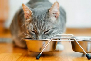 Friskies cation ose osr Friskies cation ose osr