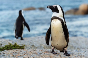 Point penguin Point penguin