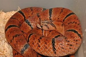 Oligodon purple - змия с маска на главата Oligodon purple - змия с маска на главата