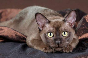 Описание на котките на burman cats, тяхното поведение и съдържание Описание на котките на burman cats, тяхното поведение и съдържание