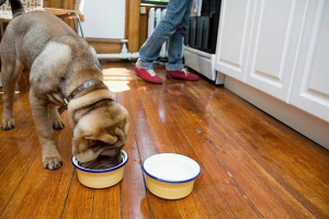 Характеристики на храненето на sharpei у дома Характеристики на храненето на sharpei у дома