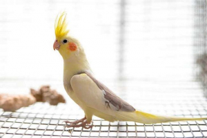 Характеристики на папагала corella Характеристики на папагала corella
