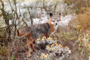 Island gray fox - най -малката лисица на съединените щати