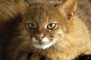Pampas cat: описание, снимка и видео