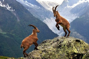 Планински алпийски kozel ibex Планински алпийски kozel ibex