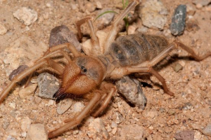 Spider falang
