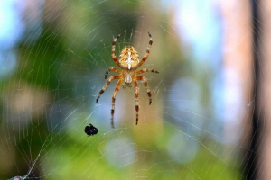 Spider cross