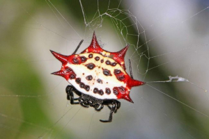 Spider - holocauli spit