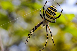 Spider-osa (argiopa brunnich) Spider-osa (argiopa brunnich)