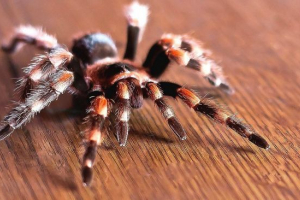 Spider poultry republic