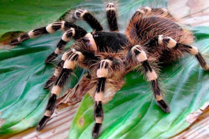 Spider poultry republic - животът на живота