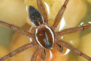 Spider е рибар