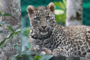 Asaw asian leopard Asaw asian leopard