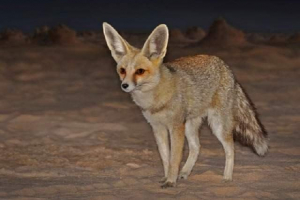 Sandy fox of rugpel - животно, адаптирано към живота в пустинята Sandy fox of rugpel - животно, адаптирано към живота в пустинята