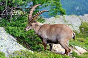 Pyrenee goat Pyrenee goat