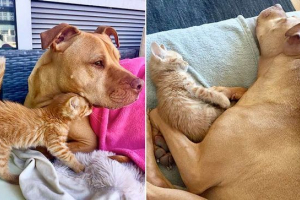Pitbulu беше представен с коте и той стана втори баща му Pitbulu беше представен с коте и той стана втори баща му