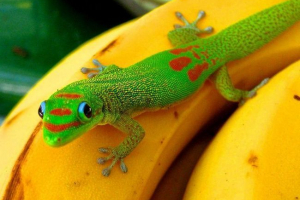 Плосък - hived madagascar hyeckon - rainbow lizard Плосък - hived madagascar hyeckon - rainbow lizard