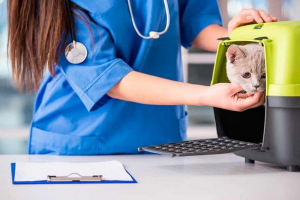 Cat plain cell cancer - какво е това? Cat plain cell cancer - какво е това?