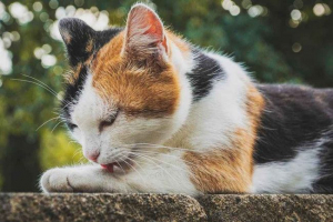 Три котки котешки породи - списък, характерни и снимки