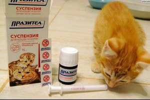 Праситар за котки и котки - как действа? Праситар за котки и котки - как действа?