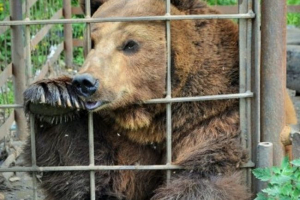 Пътната мечка намери зоопарк Пътната мечка намери зоопарк