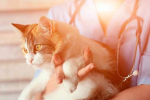 Признаци на аскарид при котки Признаци на аскарид при котки