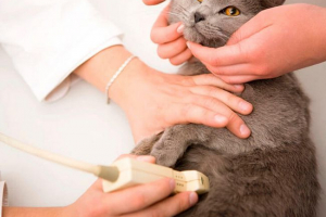 Провеждане на ултразвук на котка или котка - всичко за процедурата Провеждане на ултразвук на котка или котка - всичко за процедурата