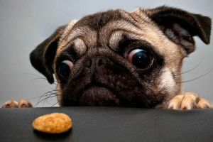 Диета на pug: разрешени и забранени продукти Диета на pug: разрешени и забранени продукти