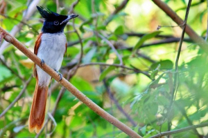 Paradise flycatcher - птица с корона на главата Paradise flycatcher - птица с корона на главата