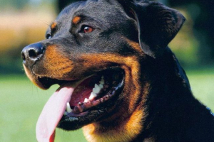 Rottweiler: услуга преди всичко! Rottweiler: услуга преди всичко!