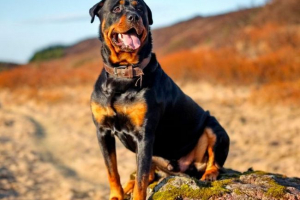 Rottweiler