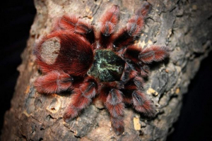 Pink tarantula, той е тропическа домашна къща