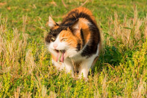 Повръщане при котки - причини, лечение, профилактика