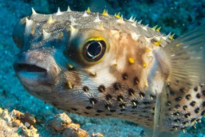 Fogu fish