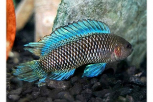 Homeleon fish. Защо хамелеон?