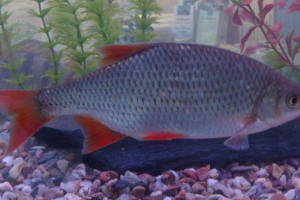 Krasnopieur fish: снимки, интересни факти