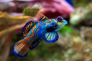 Риба mandarinka: rainbow beauty Риба mandarinka: rainbow beauty