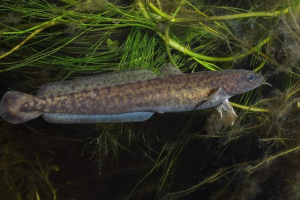 Susm fish: този, който обича студа
