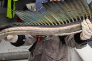 Sabbur fish