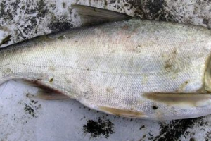 Fish tolstolobik: снимка Fish tolstolobik: снимка
