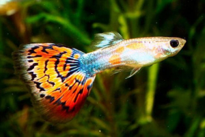 Guppy fish - често задавани въпроси