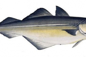 Sida - роднина на cod Sida - роднина на cod